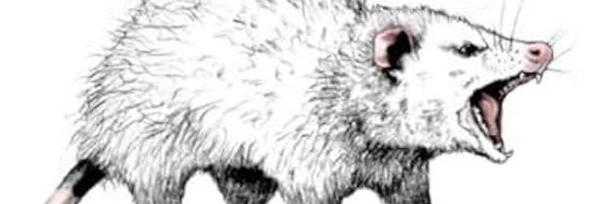 FeralAllison's profile banner image