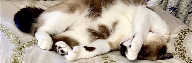 保護猫ラッキー🐈‍⬛&飼い主らら（不具合と腰痛にて低浮上🙏）'s banner