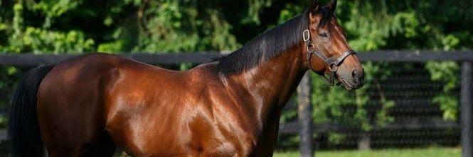 American Pharoah Watch banner
