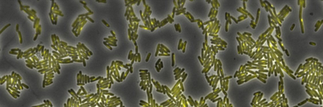 Mathew Stracy banner