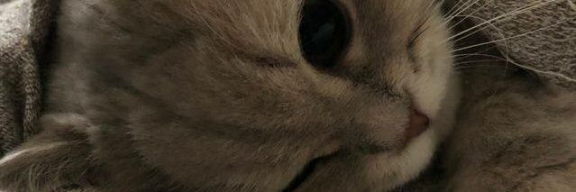 butmahsaa's profile banner image