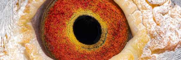 evolgenCIBIO Profile Banner