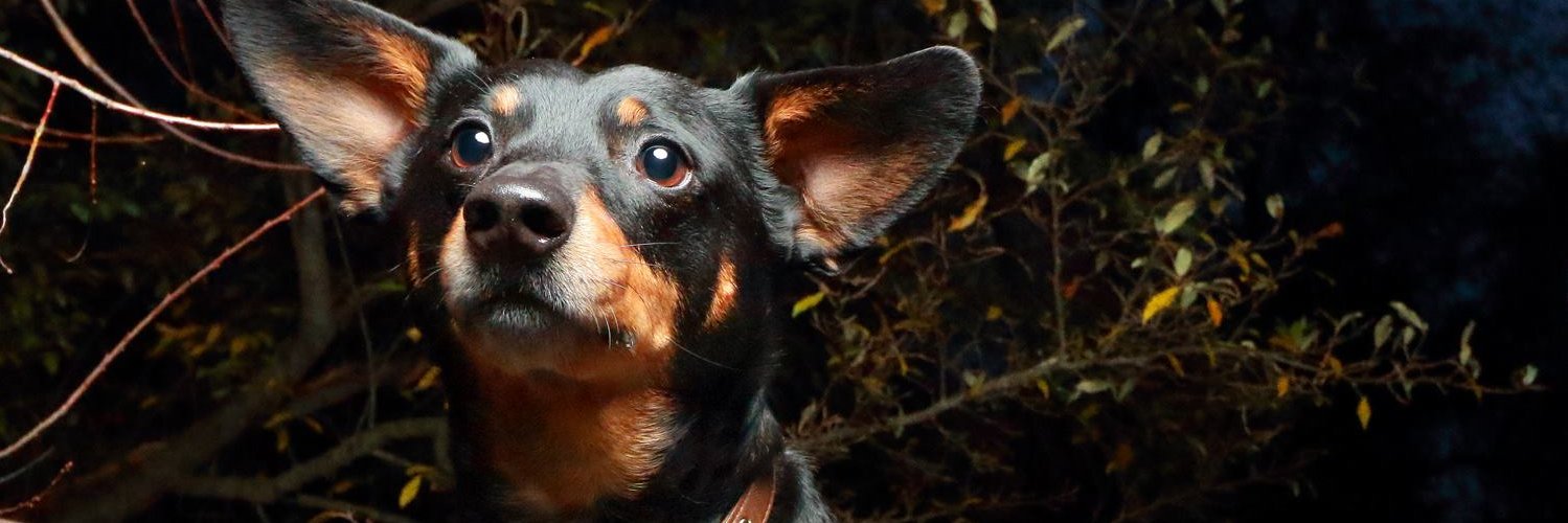 burkle's profile banner image