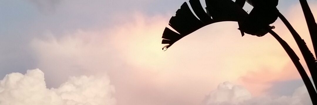 Abby banner