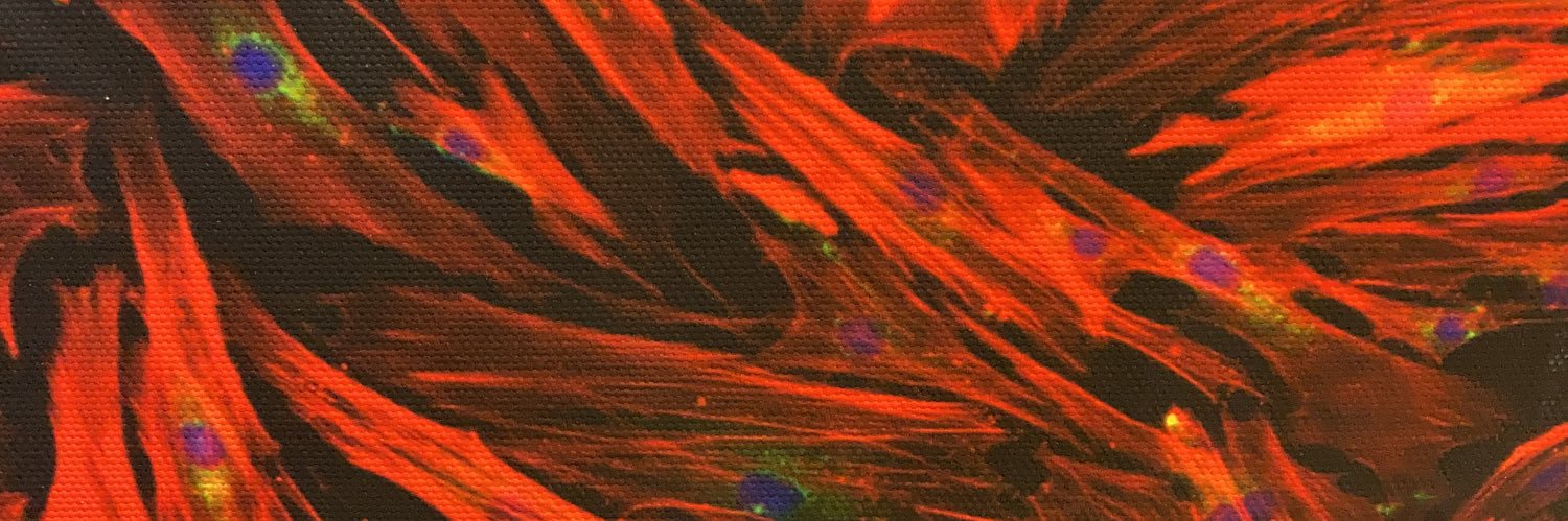 Bfd Cardiovascular Research banner