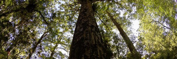 shanejh Profile Banner
