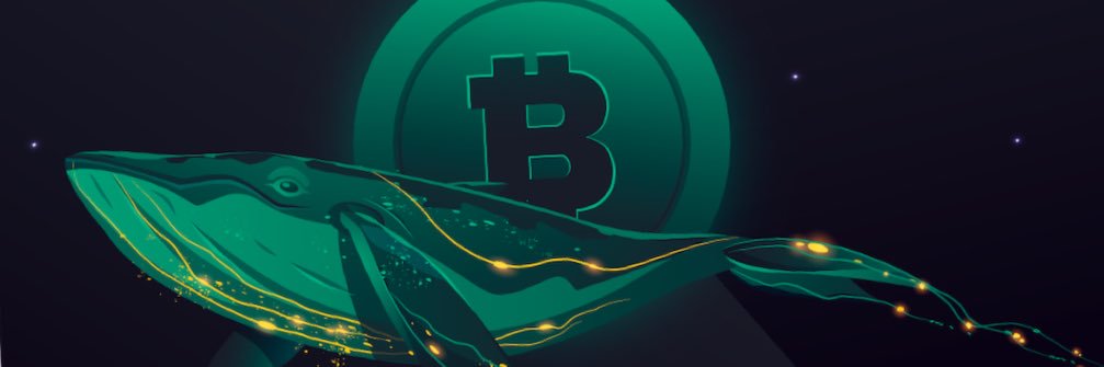 BigVidal banner