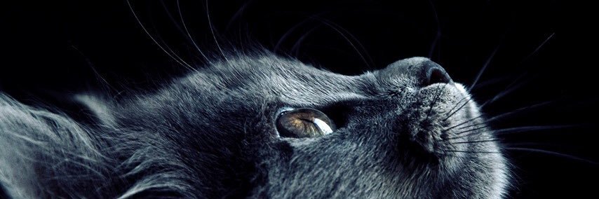 unomalotelli's profile banner image