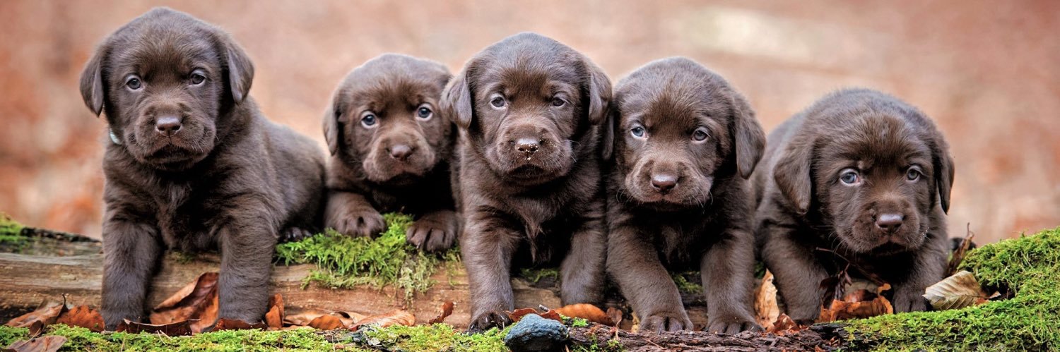 TPhillis2's profile banner image
