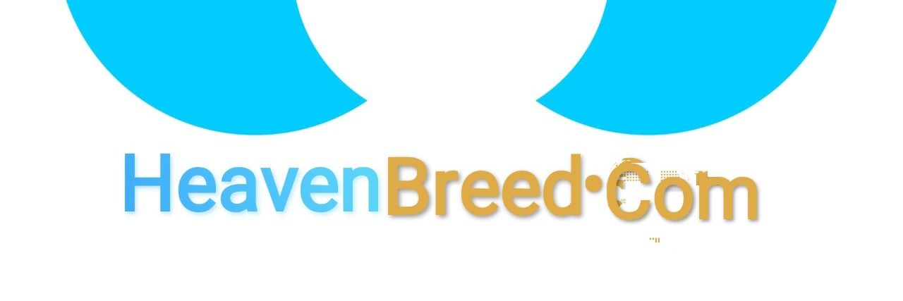 Patrick Raphael banner