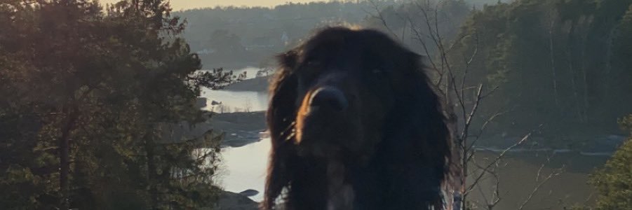 joanil911's profile banner image