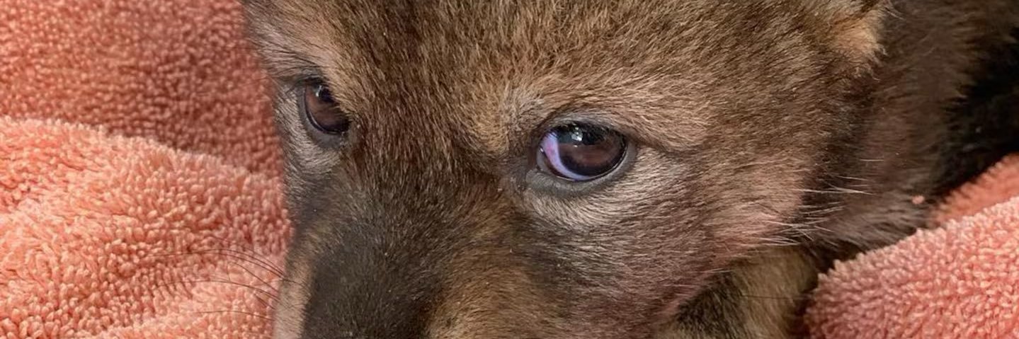 wentzjin's profile banner image