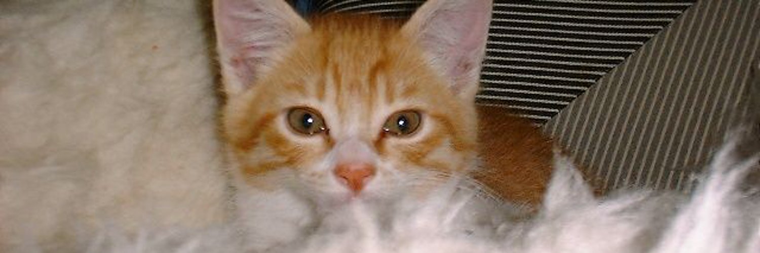 pa_rasite's profile banner image