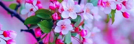 Hawar2689's profile banner image