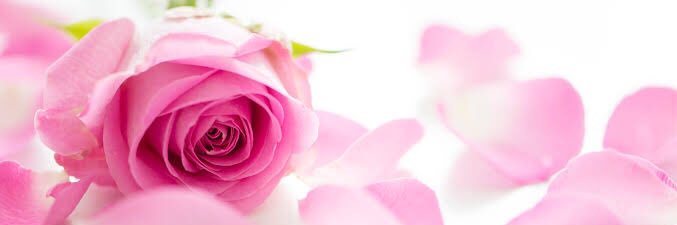 ろびる🌹寄り添う人♡'s banner