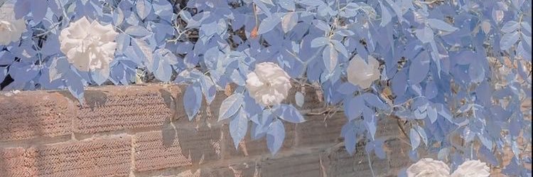 Tresor_'s profile banner image