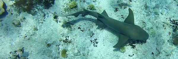 OceanPredatorLb Profile Banner