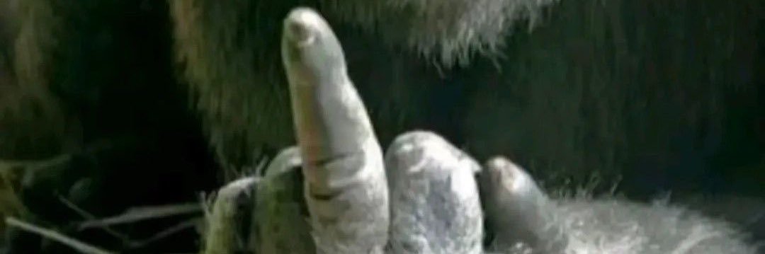 Fuzzn 🕊️ banner