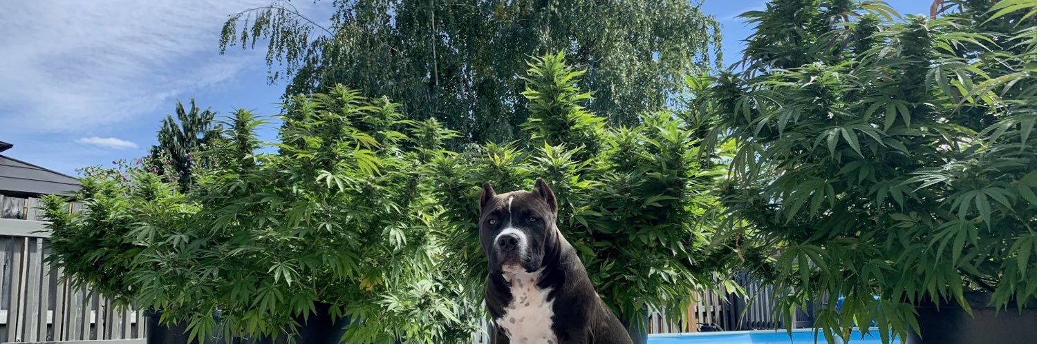 HorustheBull🇨🇦 banner