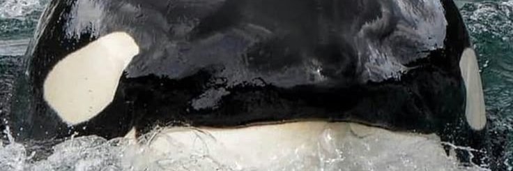 Orca banner