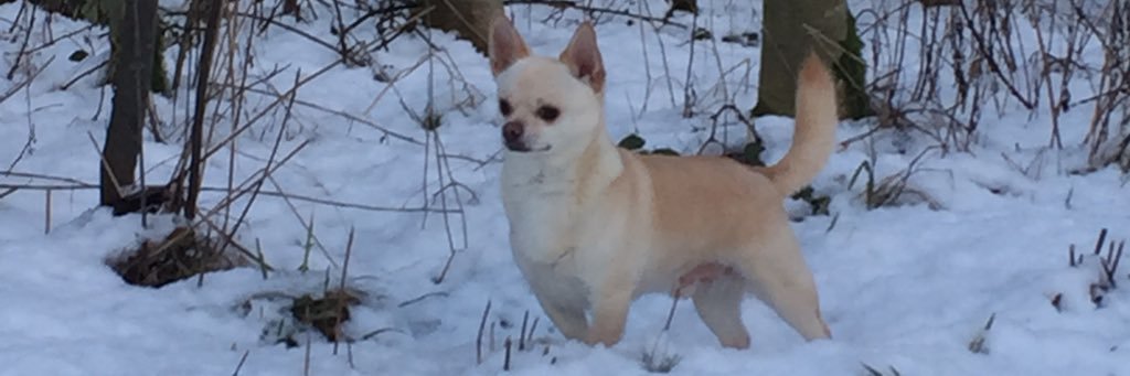 Bluezoomummy's profile banner image