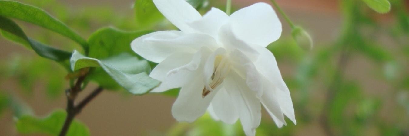 ~ JaeLuv ~ banner