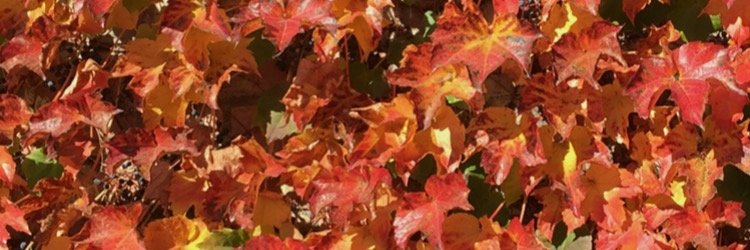 ichipluck's profile banner image