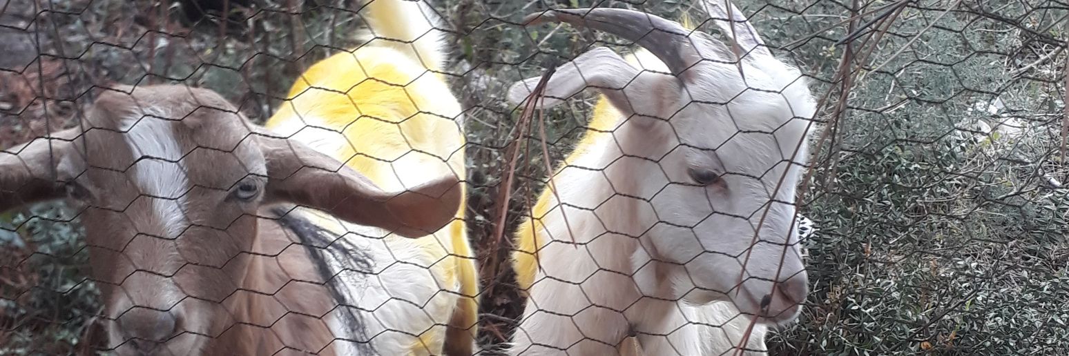 cocorezo banner