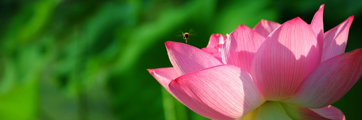 Rev. Dr. Marjorie Matty banner