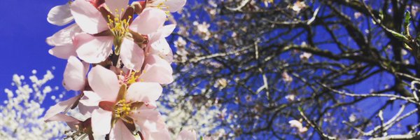 SariBamba Profile Banner