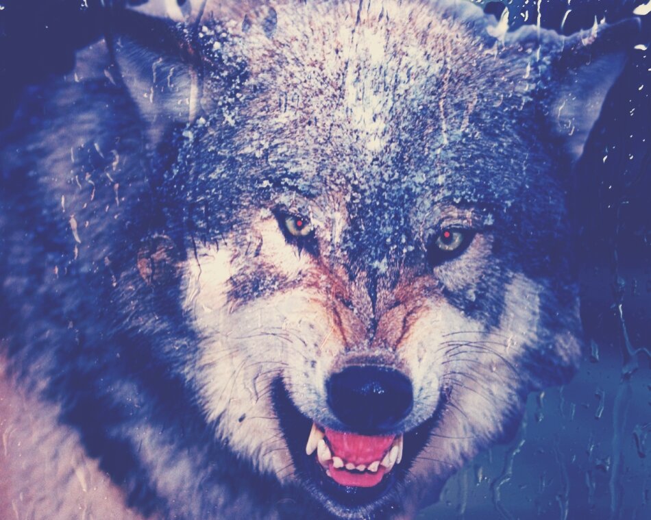 raenolingga's profile banner image