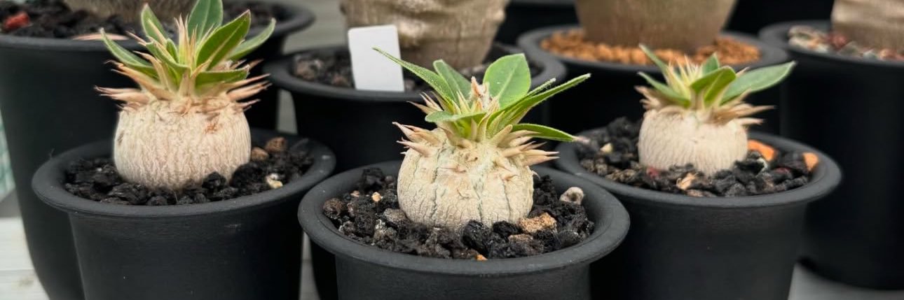 BarbarianBrian banner