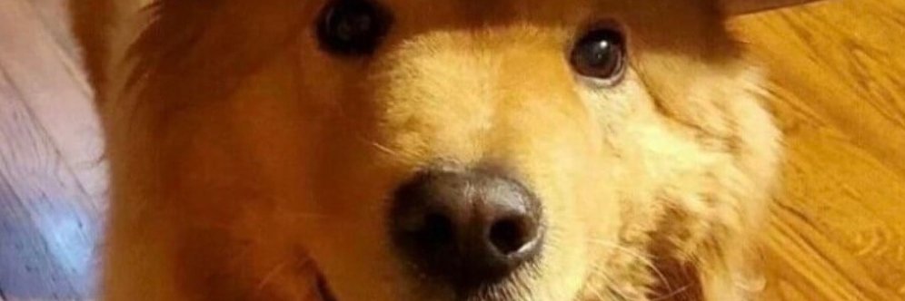 Wingdings🏕 banner