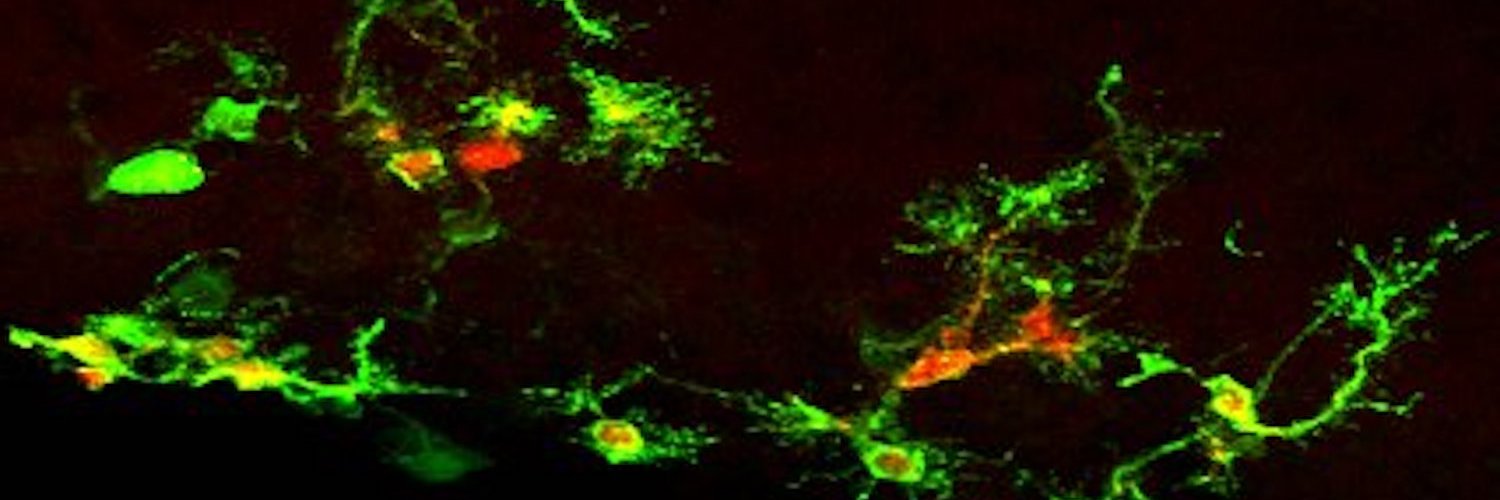 Saghatelyan Lab banner