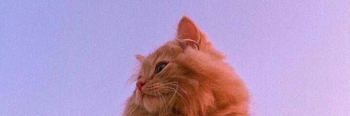 Nazihaaa_'s profile banner image