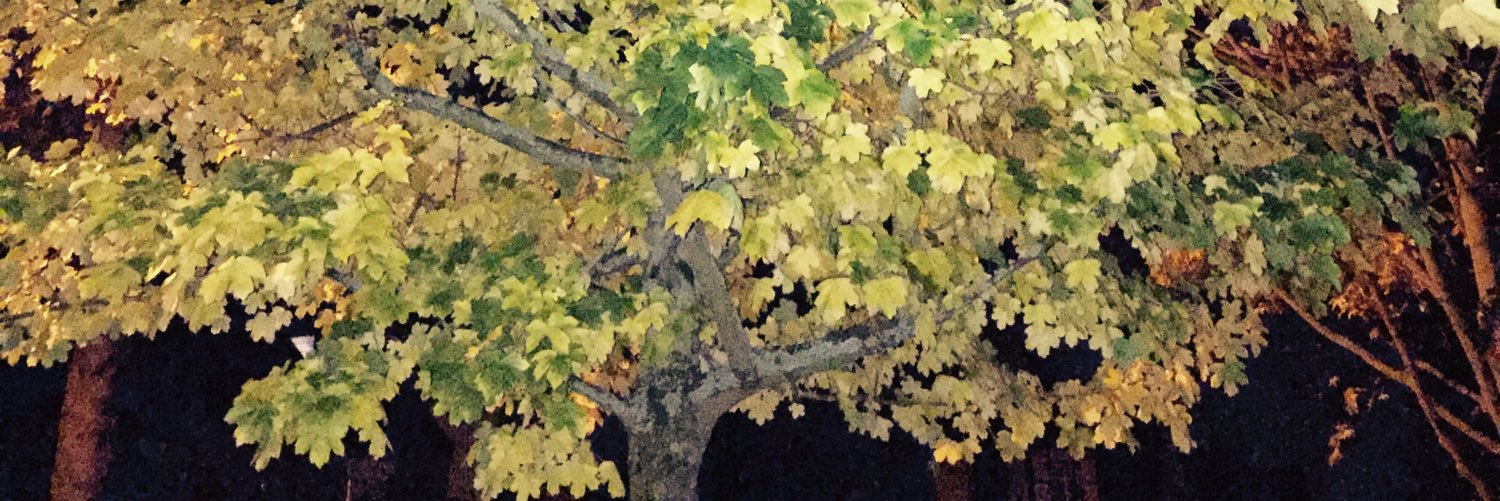 alinthenorth's profile banner image