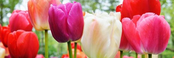 NancyCorr22 Profile Banner