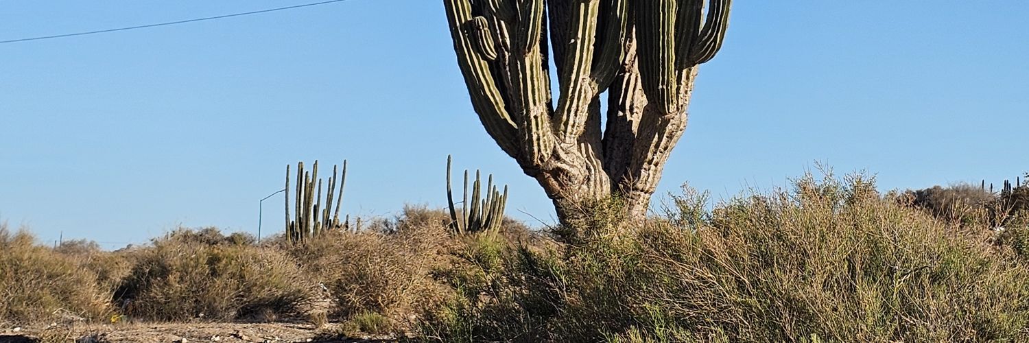 Caroarmont's profile banner image