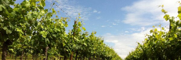 SO_Libourne Profile Banner