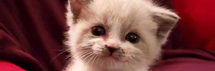 Red_Devil_1987's profile banner image