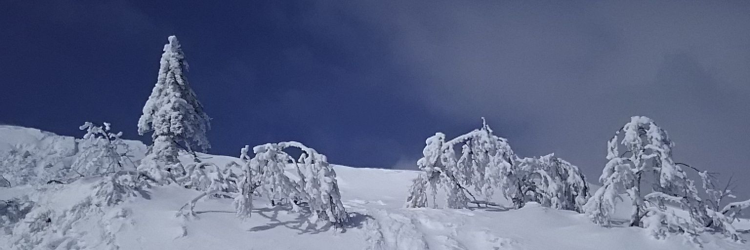 kaisanseashells's profile banner image