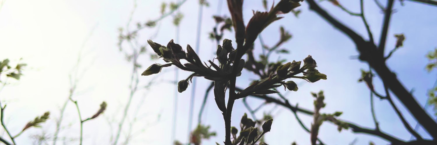 kendama_two's profile banner image