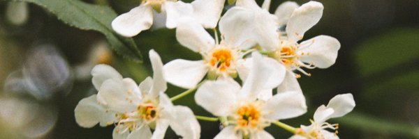yaba_daba_dooo Profile Banner