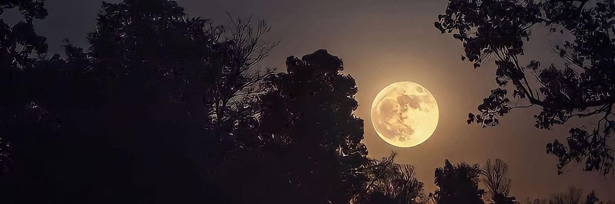 anbee🌸 banner