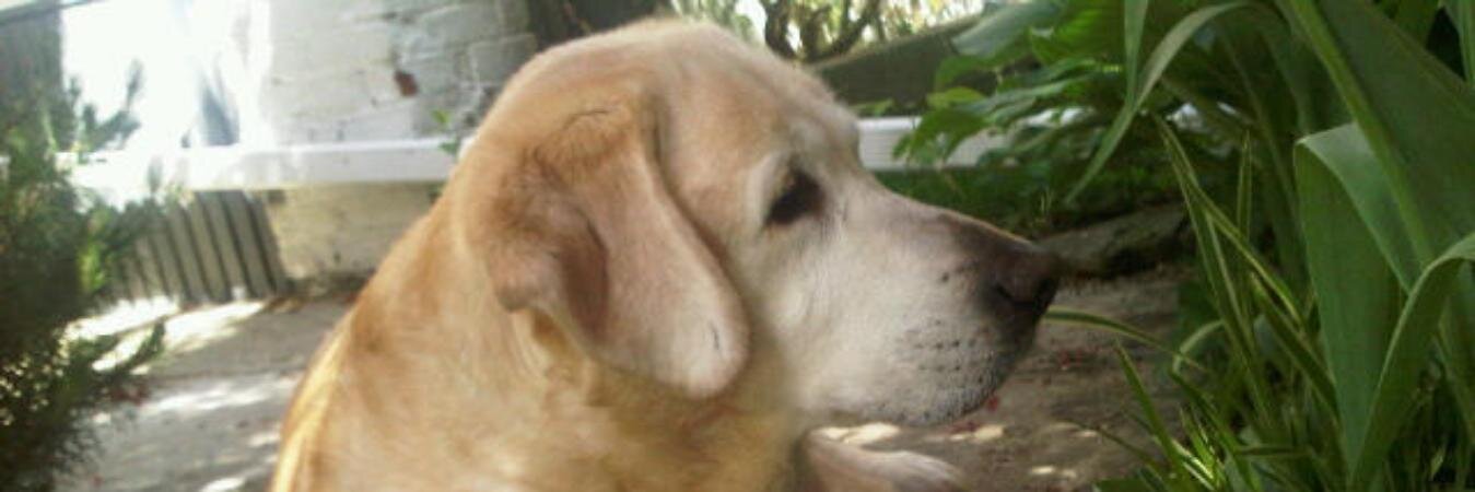 KellyAA's profile banner image
