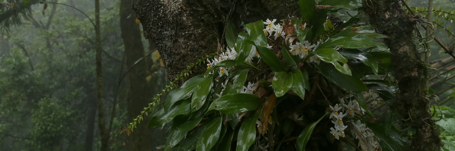 _healingforest's profile banner image