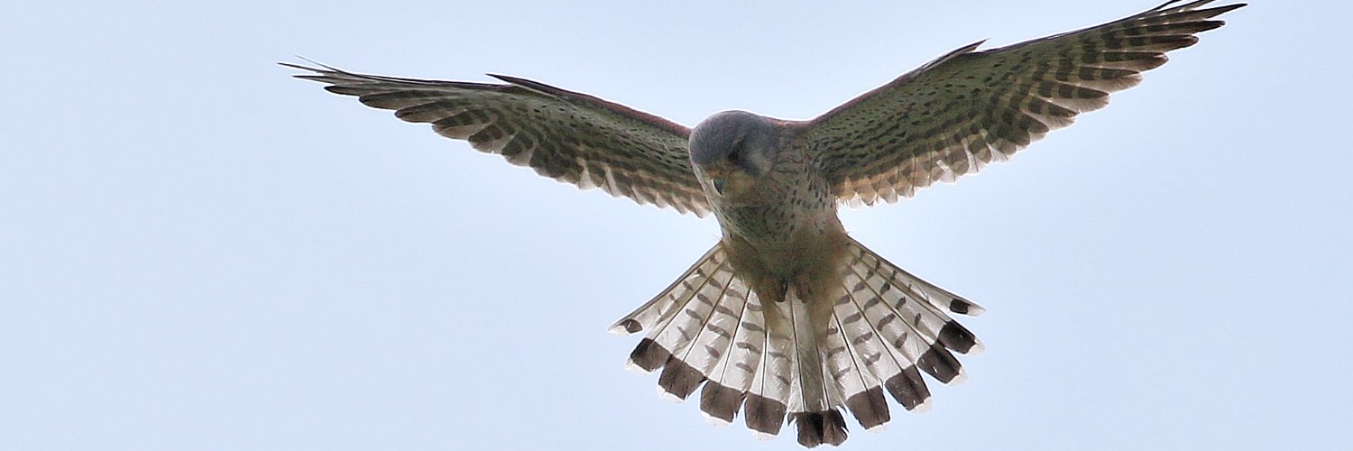 Martyn Priestley-Sharing tips about Urban Wildlife banner