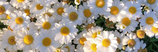 eda_senol's profile banner image