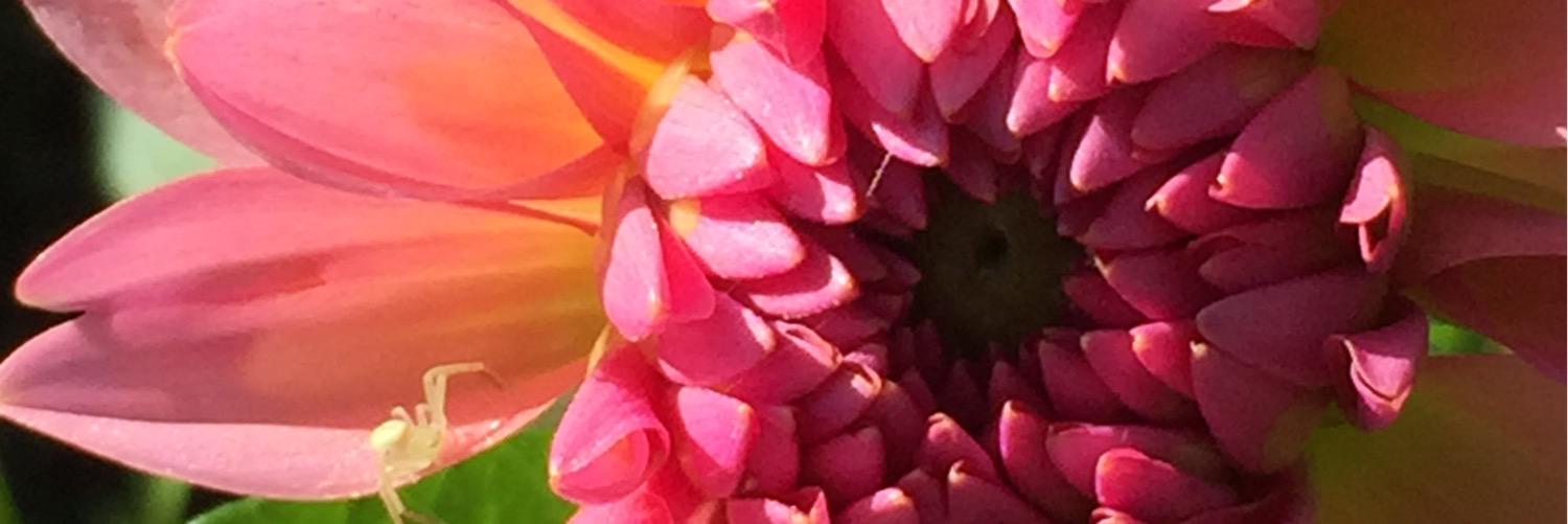 Alfiys's profile banner image