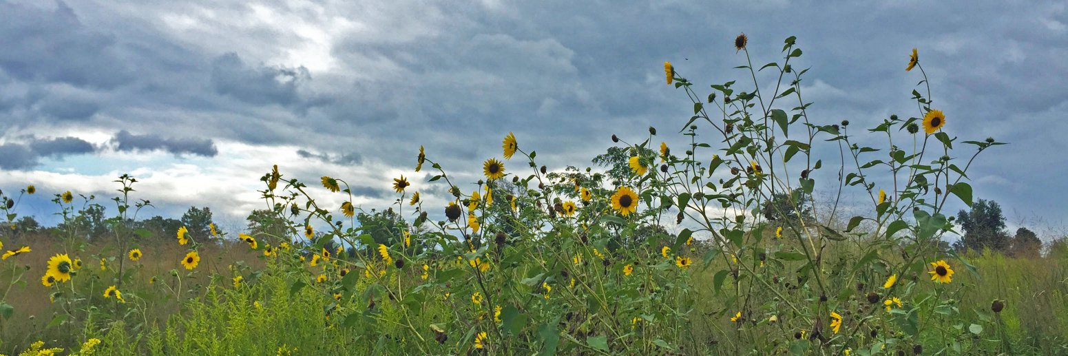 Dr. Jennifer Wirt banner